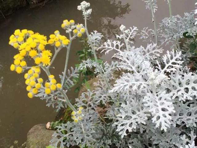 100 種·花卉植物圖譜