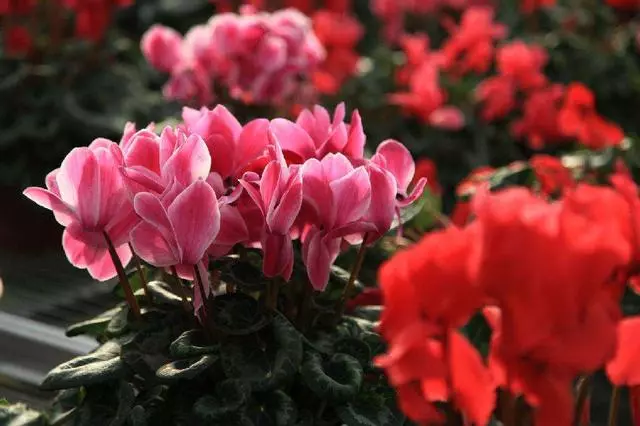 100 種·花卉植物圖譜