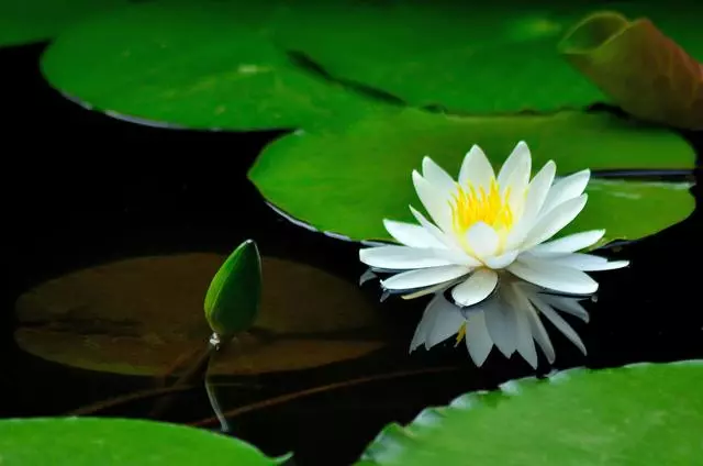 100 種·花卉植物圖譜