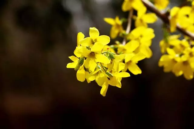 100 種·花卉植物圖譜