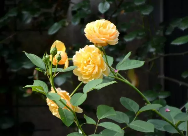 100 種·花卉植物圖譜