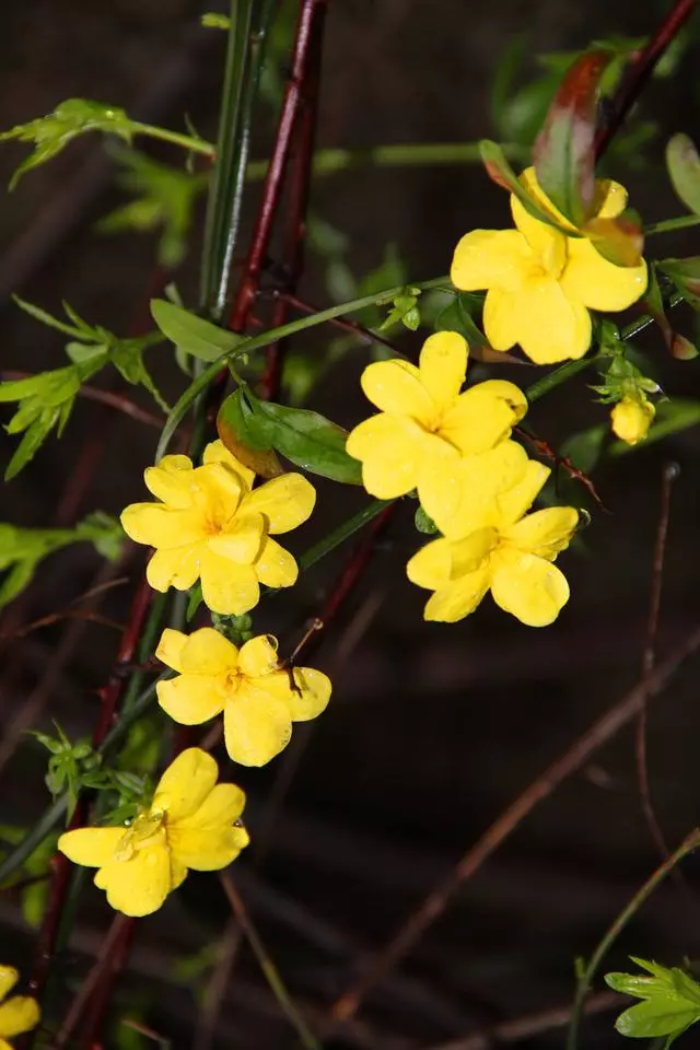 100 種·花卉植物圖譜