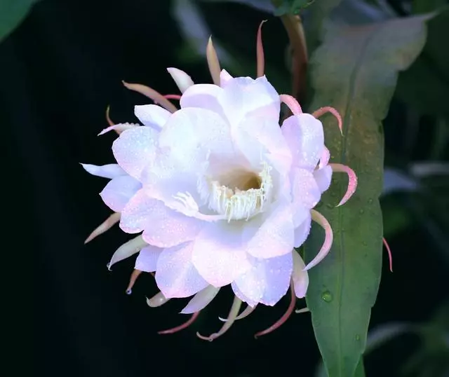 100 種·花卉植物圖譜