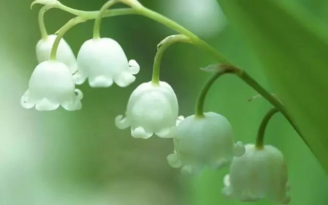 100 種·花卉植物圖譜