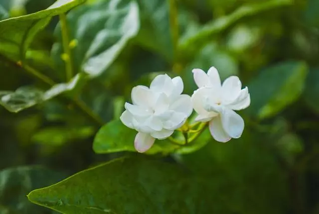 100 種·花卉植物圖譜