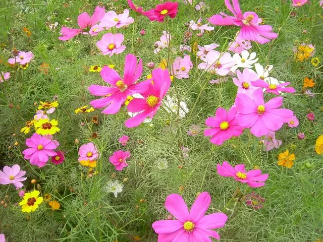 100 種·花卉植物圖譜