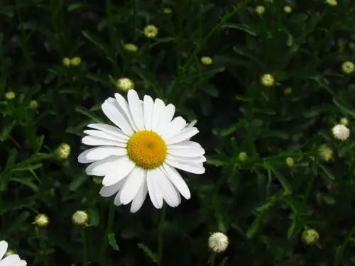 100 種·花卉植物圖譜