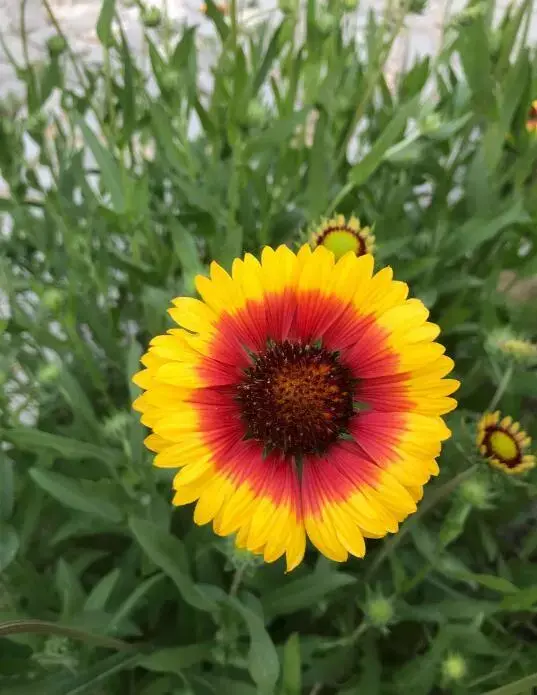 100 種·花卉植物圖譜