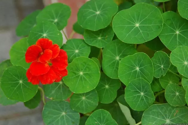 100 種·花卉植物圖譜