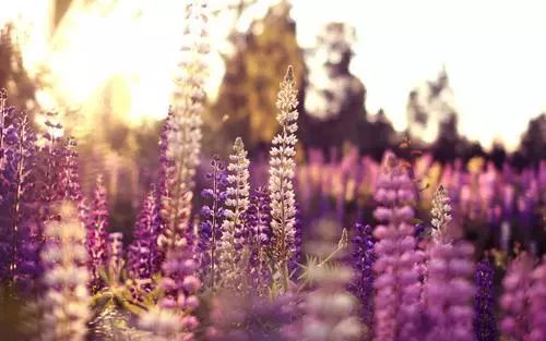 100 種·花卉植物圖譜