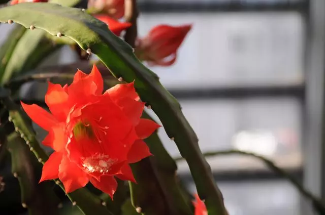 100 種·花卉植物圖譜