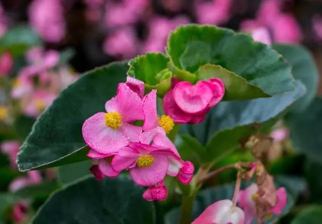 100 種·花卉植物圖譜