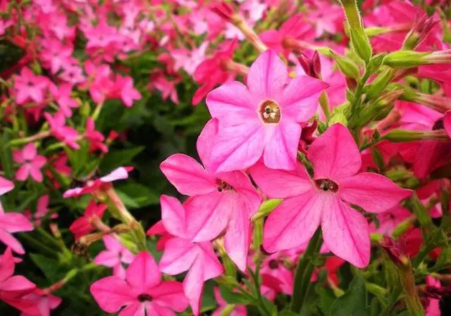 100 種·花卉植物圖譜