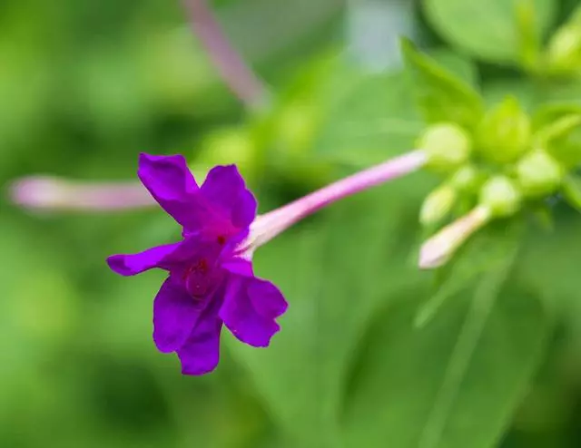 100 種·花卉植物圖譜