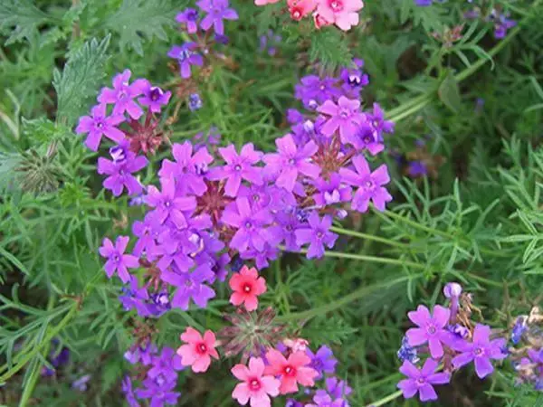 100 種·花卉植物圖譜