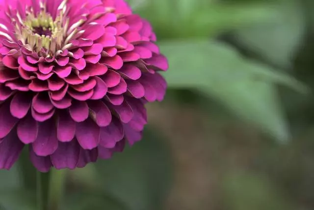 100 種·花卉植物圖譜