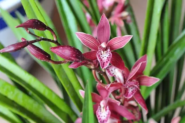 100 種·花卉植物圖譜