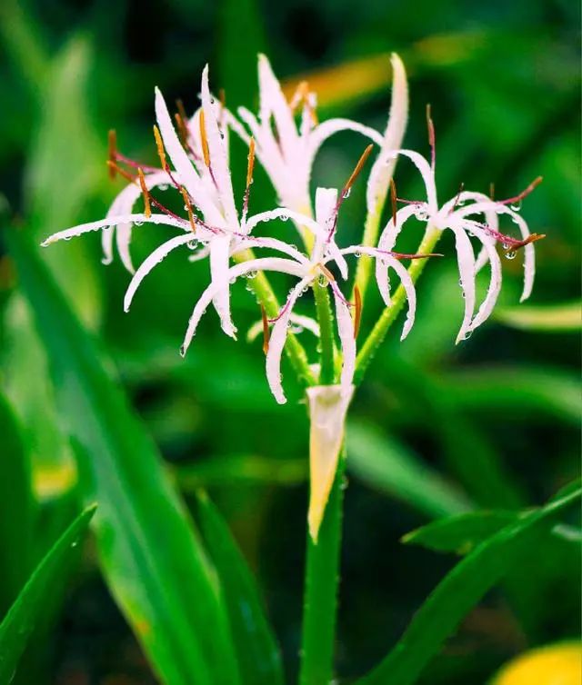 100 種·花卉植物圖譜