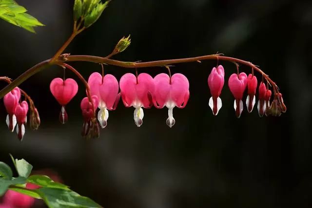 100 種·花卉植物圖譜