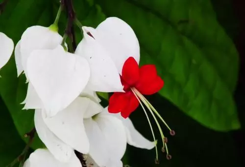 100 種·花卉植物圖譜