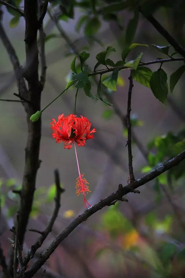 100 種·花卉植物圖譜