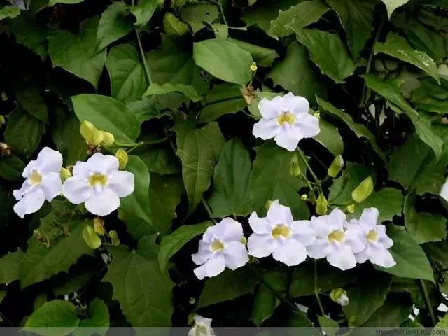 100 種·花卉植物圖譜