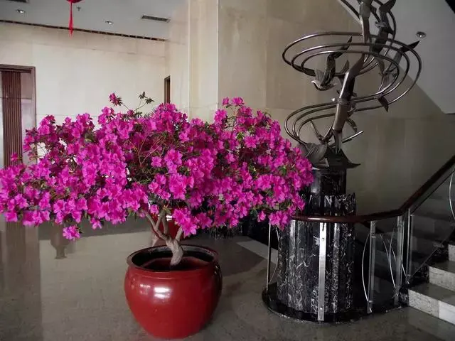 100 種·花卉植物圖譜