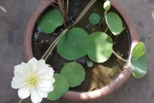 100 種·花卉植物圖譜