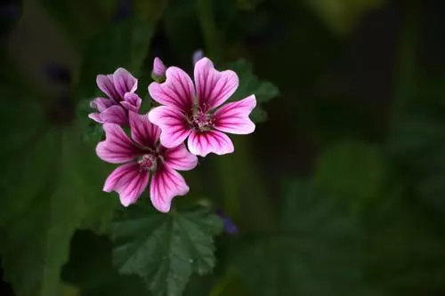 100 種·花卉植物圖譜