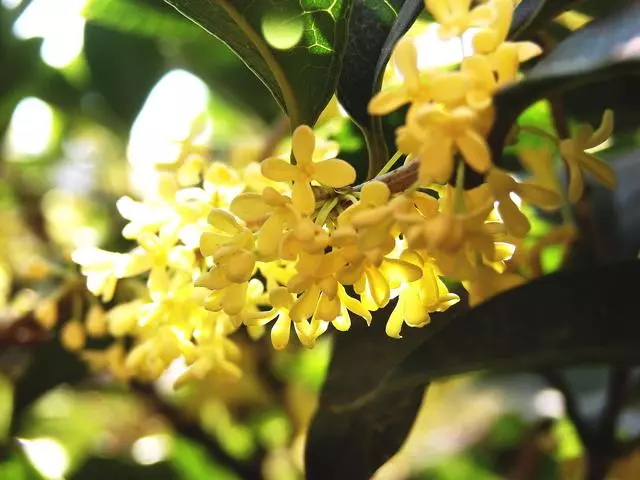 100 種·花卉植物圖譜