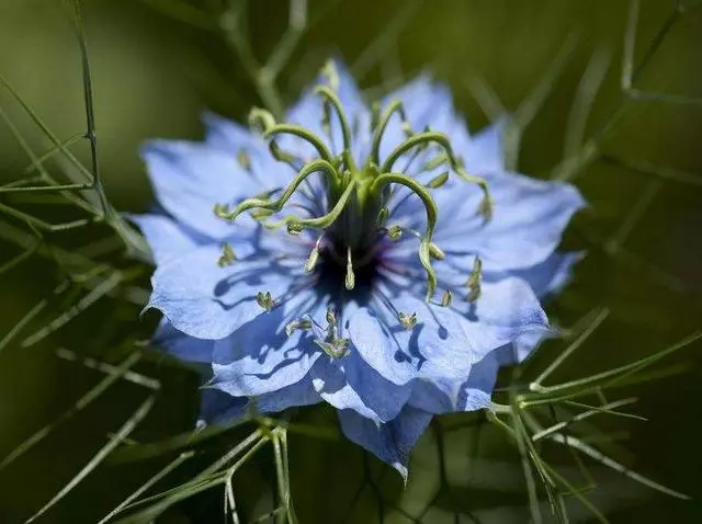 100 種·花卉植物圖譜