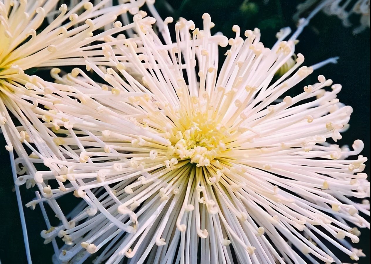 请您赏菊！