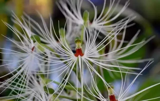 那些美丽的花儿