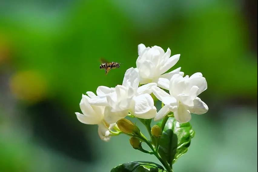 請您賞花，好花一起看