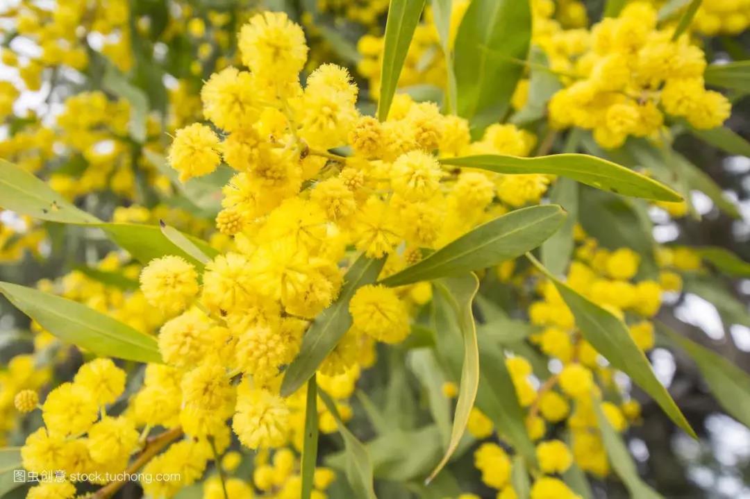 請您賞花，好花一起看