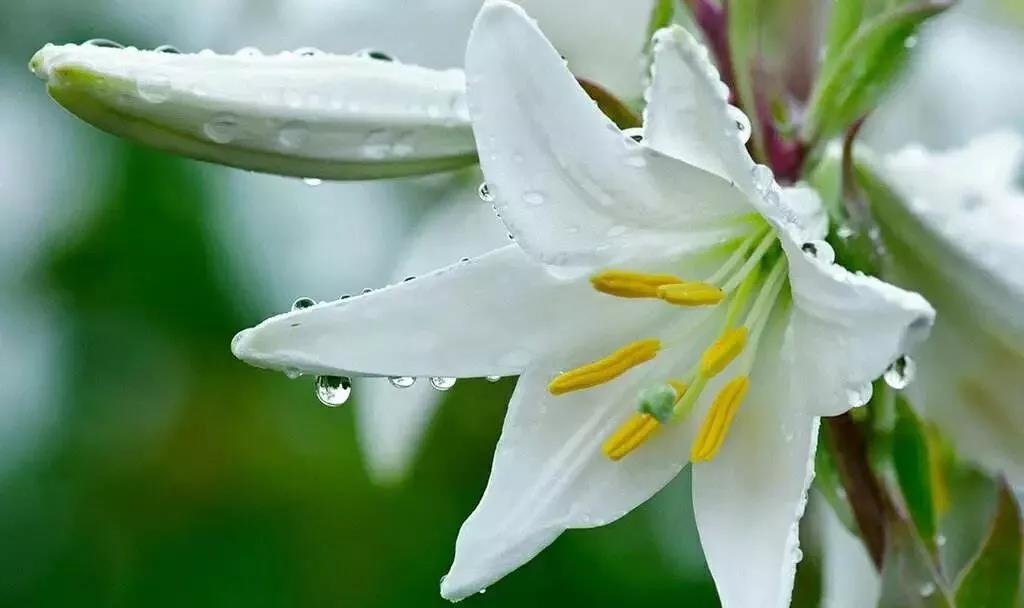 請您賞花，好花一起看