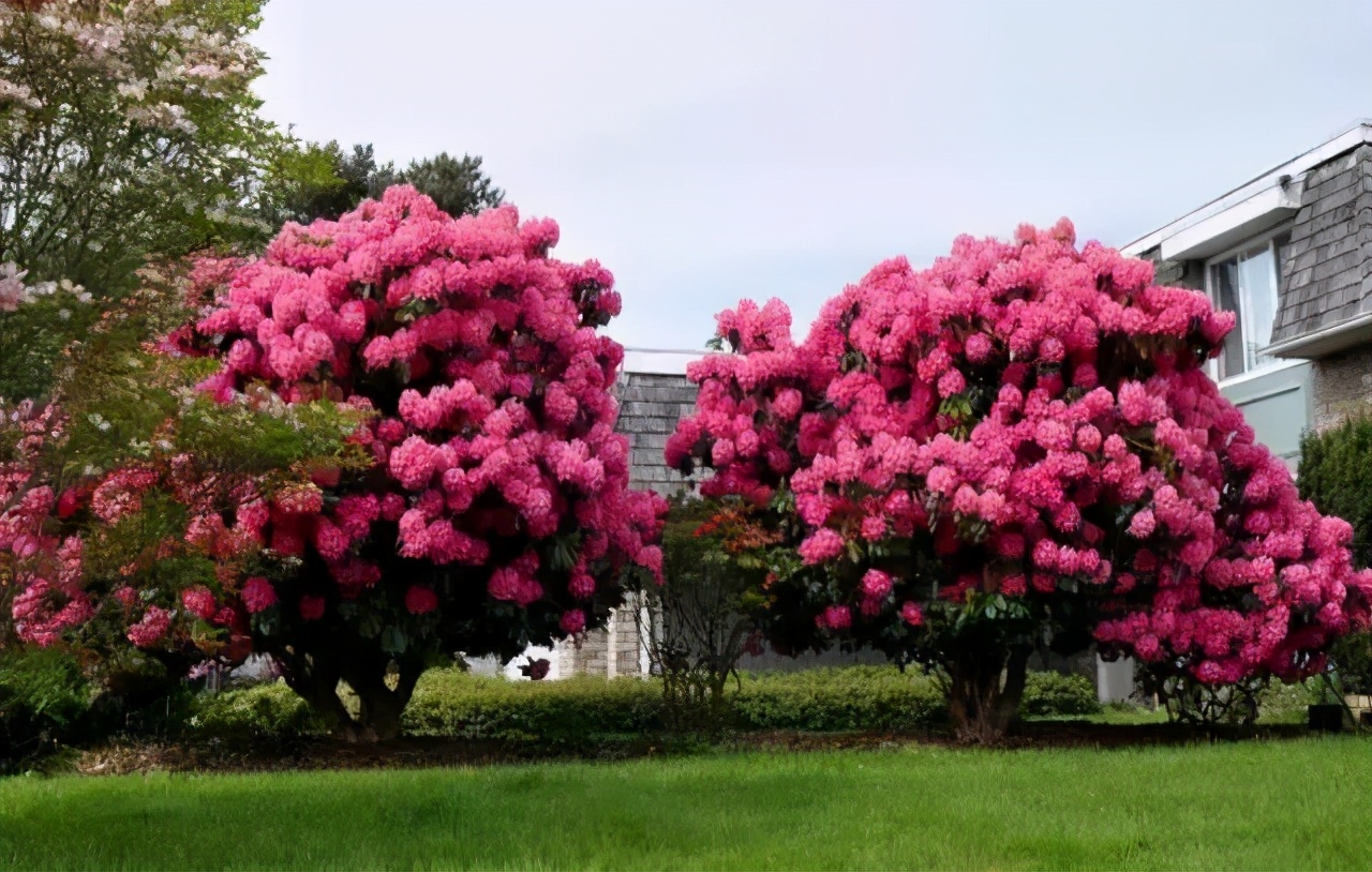 极品庭院花园景观