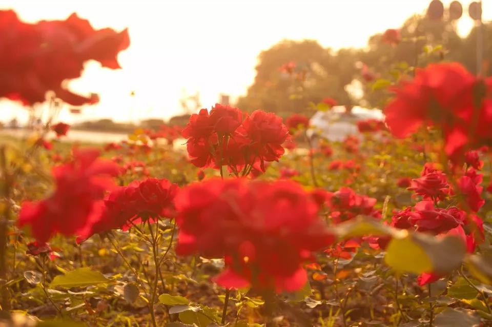 春來一小院，花開滿枝頭