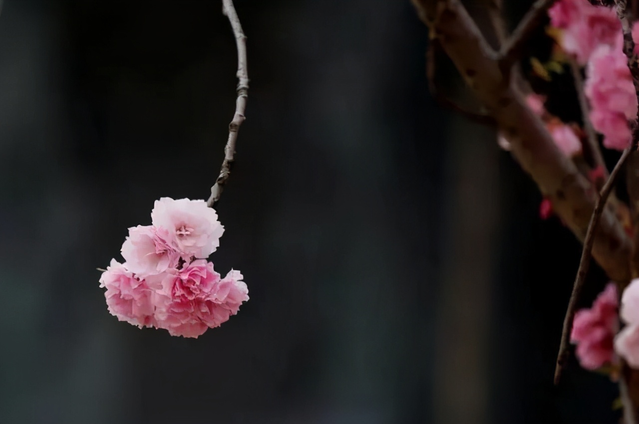 醉美樱花！