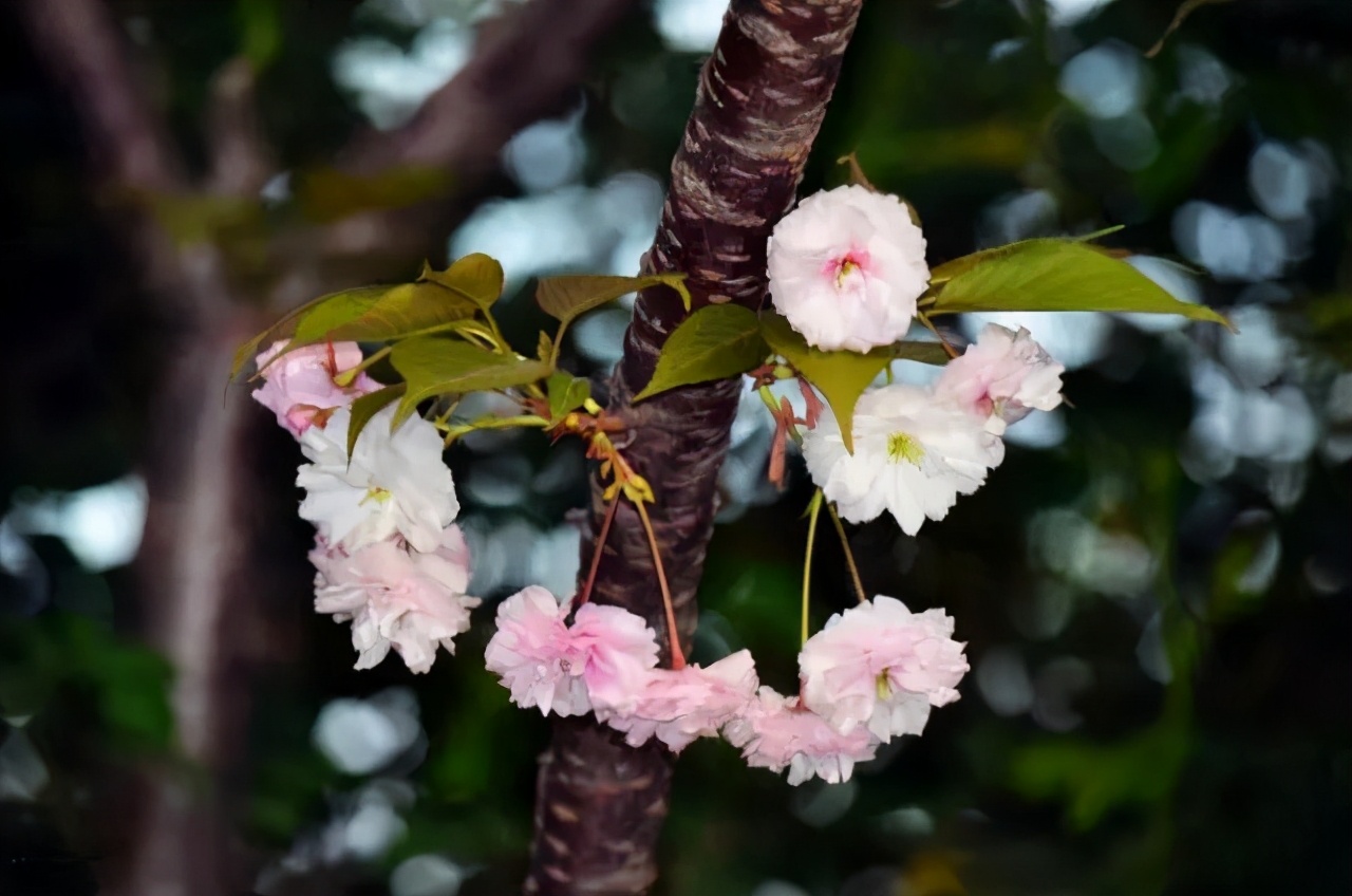 醉美樱花！