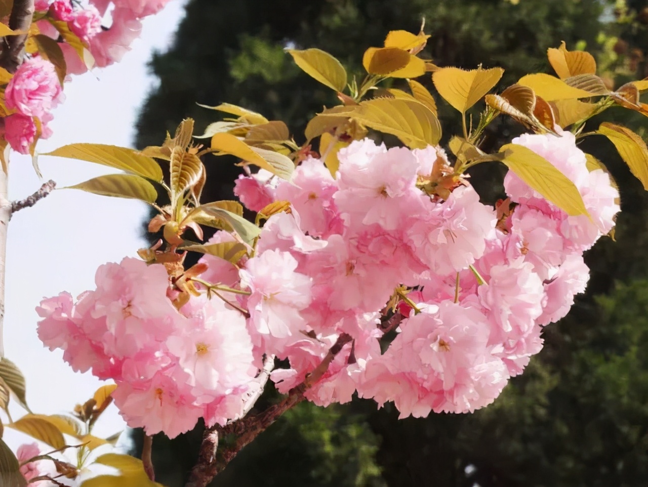 醉美樱花！