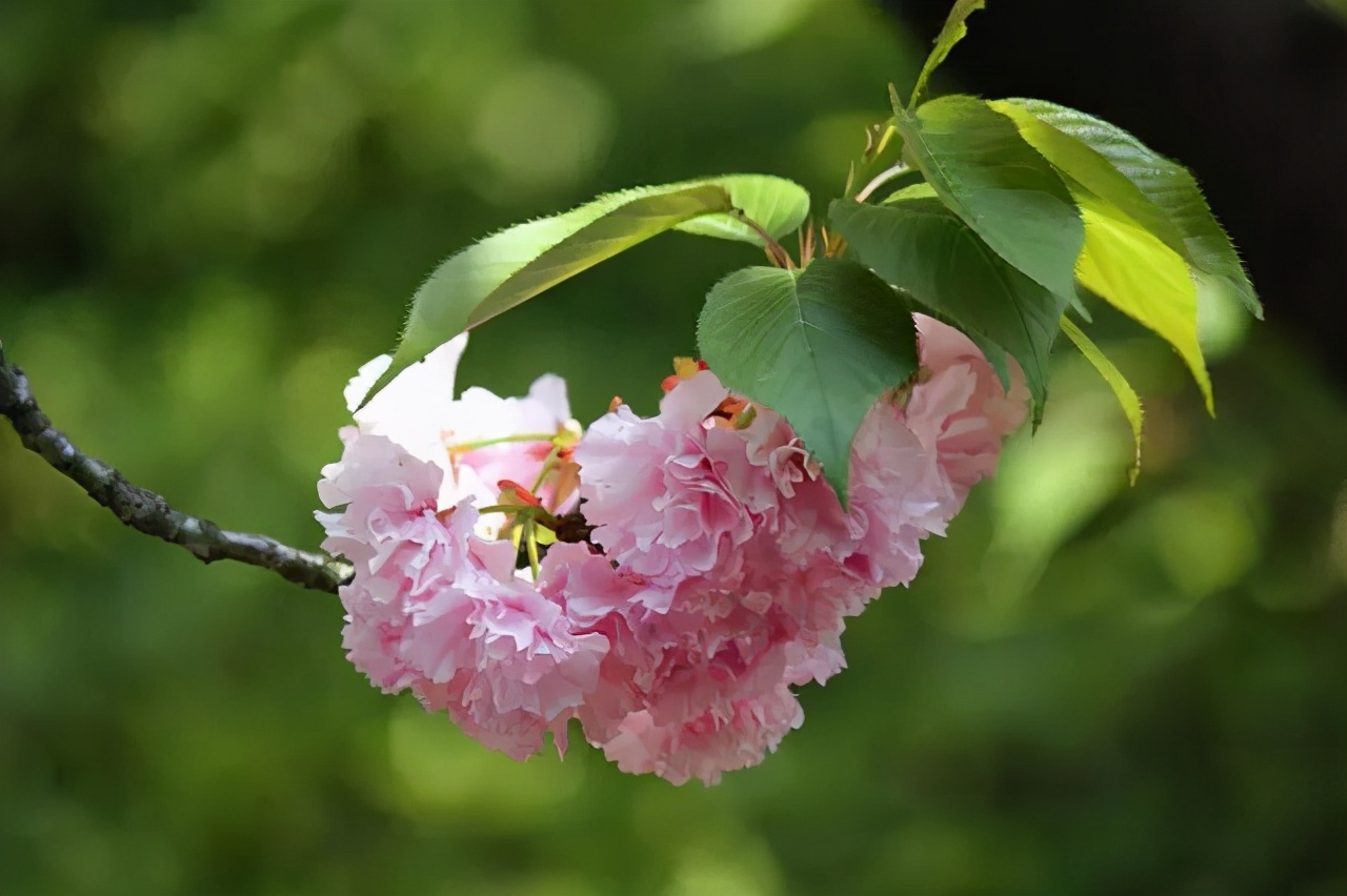 醉美樱花！