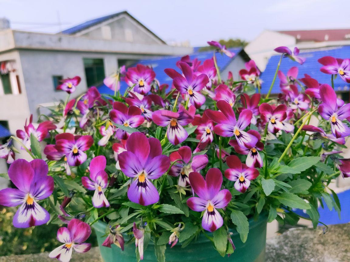 9種漂亮花，越冷越要曬太陽，控水薄肥，才能開得“奼紫嫣紅”