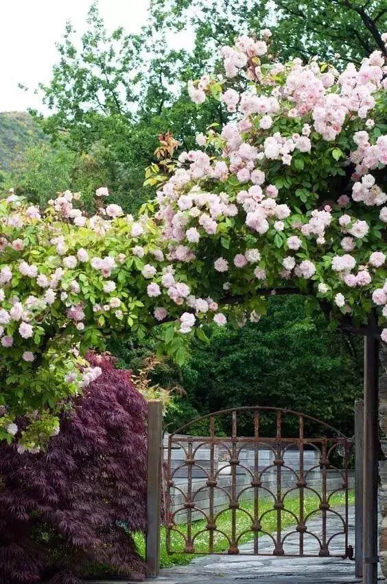 “植物配置”6大訣竅，參透這6點，助你打造一座真正的花園