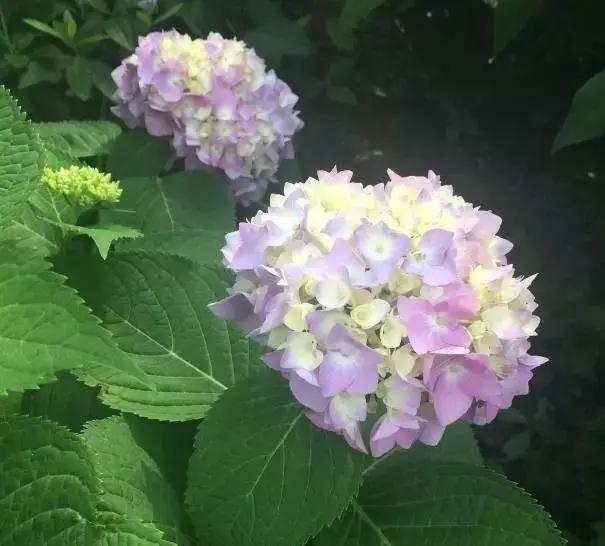 繡球花，一種抱團的美！