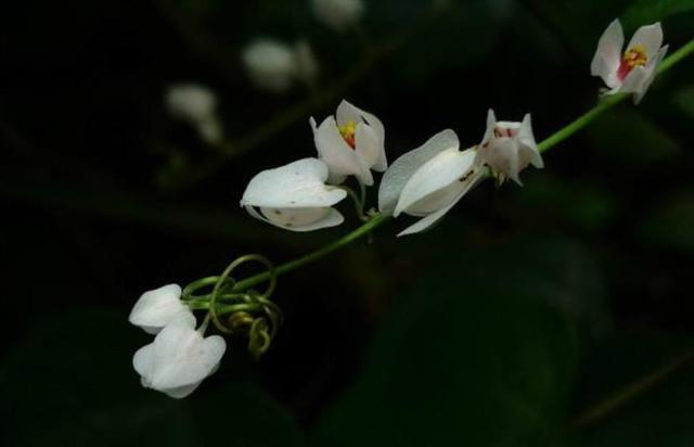 人到五十九，要懂得“沾花惹草”