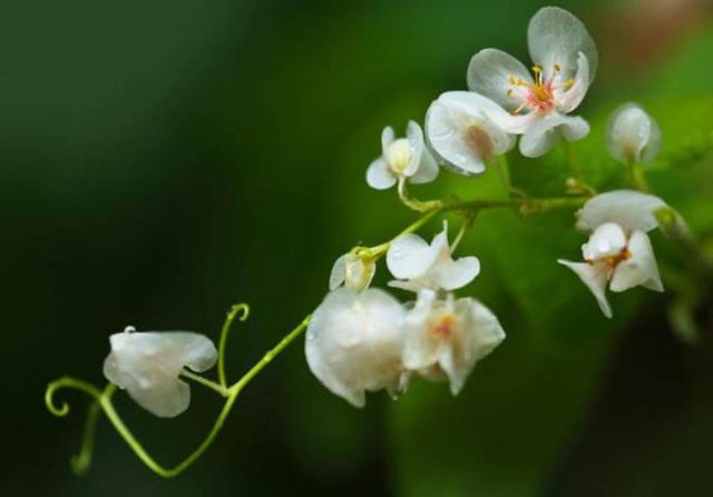 人到五十九，要懂得“沾花惹草”