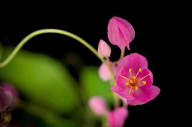 人到五十九，要懂得“沾花惹草”