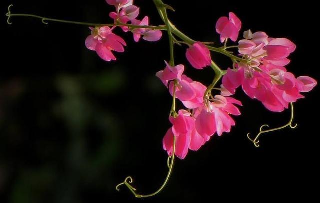 人到五十九，要懂得“沾花惹草”