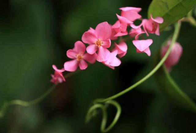 人到五十九，要懂得“沾花惹草”